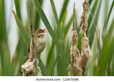 Marsh Warbler