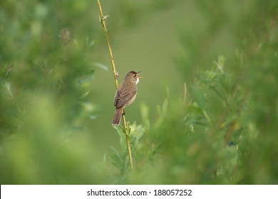 Marsh Warbler