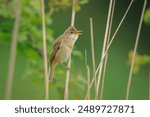 Marsh warbler, Acrocephalus palustris, bird singing in a field