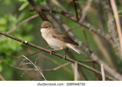 Marsh warbler. A bird who breeds in the middle latitudes of Europe and western Asia.