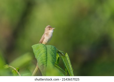 Marsh Warbler On A Big Leaf