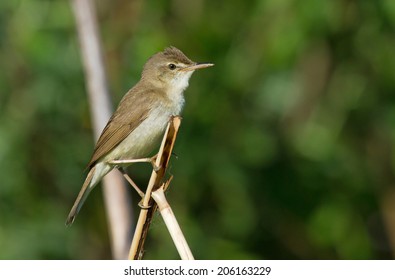 Marsh Warbler On The Branch 