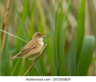 Marsh Warbler On A Green Background