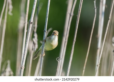 Marsh Warbler Perched On Wood Stick