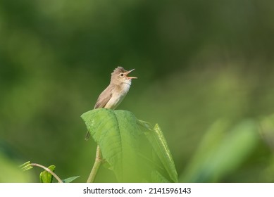 Marsh Warbler Singing On A Big Leaf