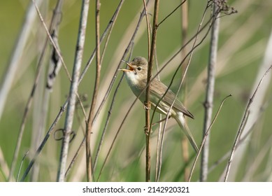 Marsh Warbler Singing On Dried Plant