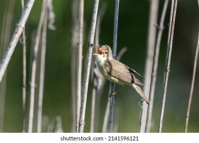 Marsh Warbler Singing On Wood Stick