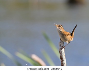 A Marsh Wren