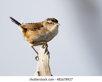 Marsh Wren