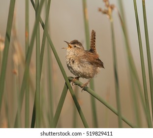 Marsh Wren