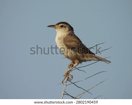 A marsh wren, perched on a thin branch, under a blue sky. Bombay Hook National Wildlife Refuge, Kent County, Delaware.      