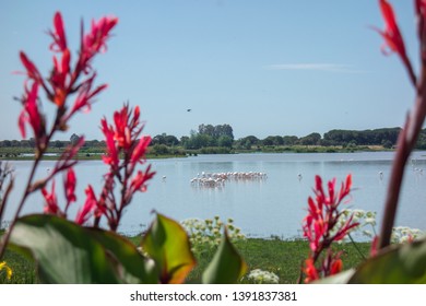 Marshes Of The El Rocío, Huelva, Andalusia, Spain. Flamingos And Other Birds In The Doñana National Park.