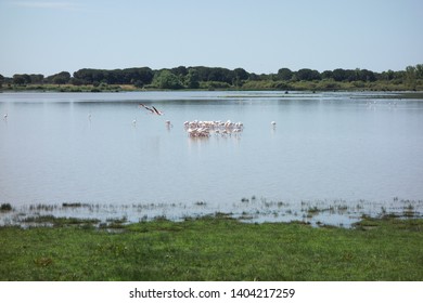 Marshes Of The El Rocío, Huelva, Andalusia, Spain. Flamingos And Other Birds In The Doñana National Park.