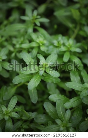 Marshes plant (Ludwigia inclinata green) for growing in aquatic garden