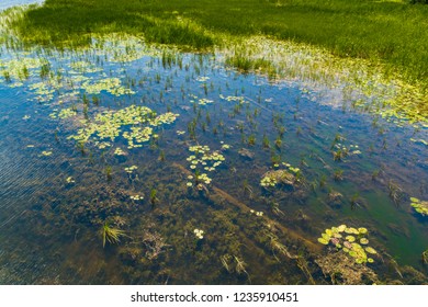 Marshland Featuring Common Aquatic Plants Water Stock Photo 1235910451 ...