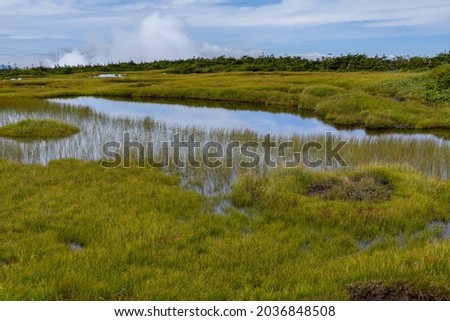 Marshland near the summit of Mt. Naeba in the early autumn