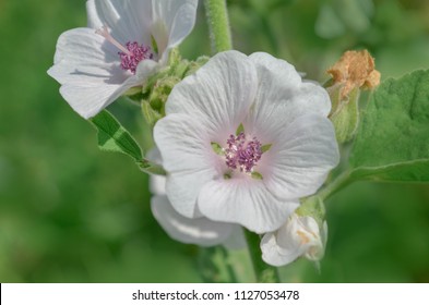 Marshmallow Althaea Officinalis Flower. Common Marshmallow In Field.