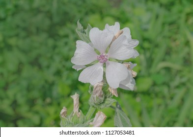 Marshmallow Althaea Officinalis Flower. Common Marshmallow In Field.