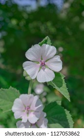 Marshmallow Althaea Officinalis Flower. Common Marshmallow In Field.