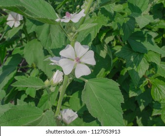 Marshmallow Althaea Officinalis Flower. Common Marshmallow In Field.