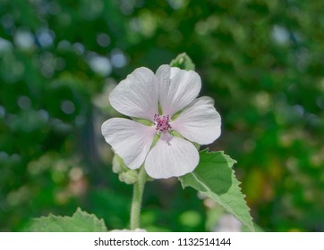 Marshmallow Althaea Officinalis Flower. Common Marshmallow In Field.