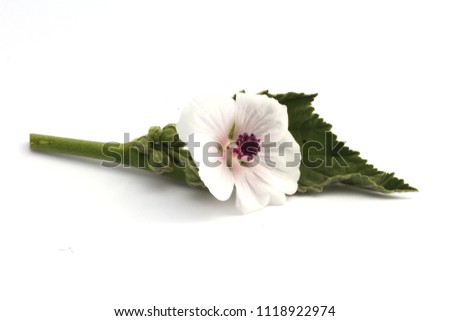 Marshmallow (Althaea officinalis) flower isolated on white.