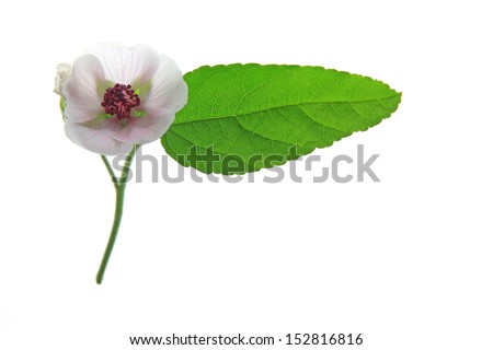 Marshmallow (Althaea officinalis) flower and leaf isolated in front of white background