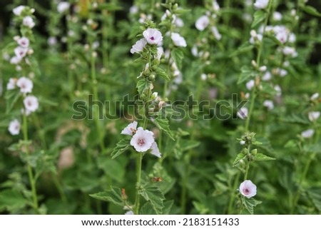 Marshmallow flower in garden. Althaea officinalis