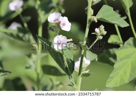 Marshmallow flower in garden. Althaea officinalis.