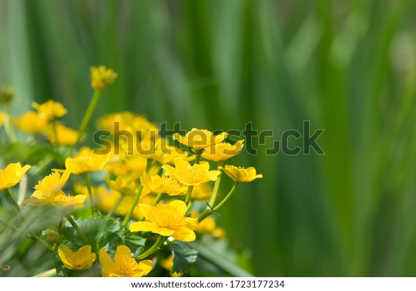Marsh-marigold,\
blooming yellow flowers above\
water