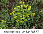 Marsh-marigold or kingcup in a small bog