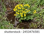 Marsh-marigold or kingcup in a small bog