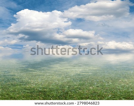 marshy area under a cloudy summer sky