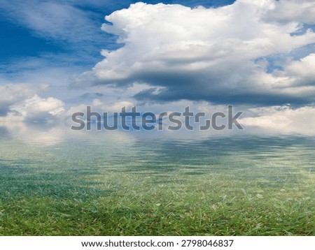 marshy area under a cloudy summer sky