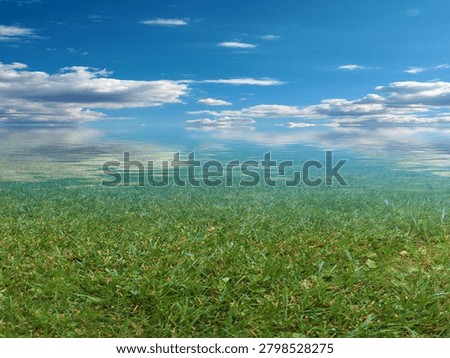 marshy area under a cloudy summer sky