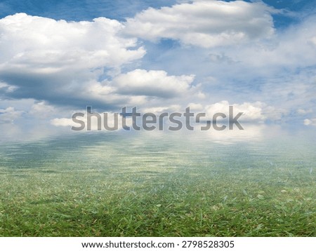 marshy area under a cloudy summer sky