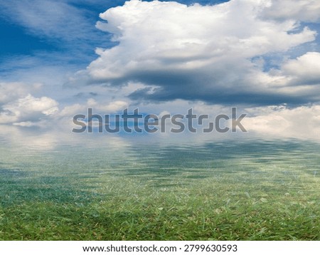 marshy area under a cloudy summer sky