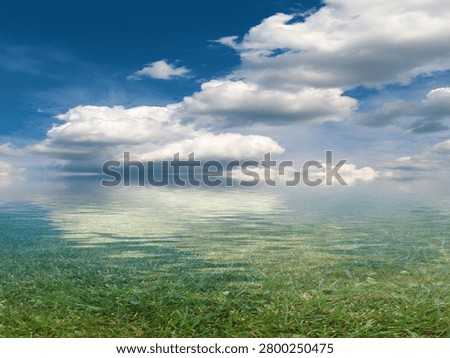 marshy area under a cloudy summer sky