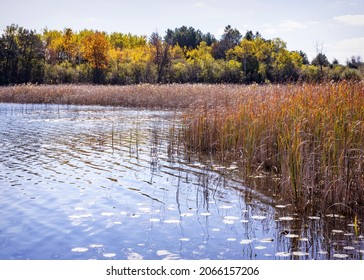 The Marshy Cattails On A Sunny Fall Day In Waukesha County, Wisconsin.