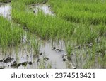 marshy land of a rice field with rice seedlings on the plantation during summer