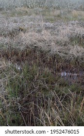 Marshy Land At The Site Of Special Scientific Interest Goss Moor Cornwall