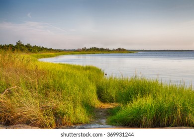 The marshy shores of the Cape Fear River. Fort Fisher Air Force Recreation Area, North Carolina.