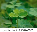 Marsilea is a genus of approximately 65 species of aquatic ferns of the family Marsileaceae. The name honours Italian naturalist Luigi Ferdinando Marsili (1656–1730).