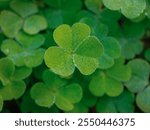 Marsilea is a genus of approximately 65 species of aquatic ferns of the family Marsileaceae. The name honours Italian naturalist Luigi Ferdinando Marsili (1656–1730).