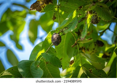 Marssonina Disease Bacterial Walnut Blight Black Stock Photo 2194089595 ...