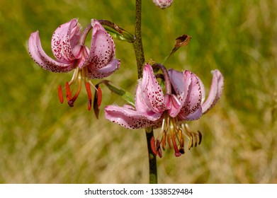 Martagon Lily In Mountain