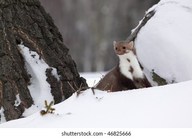 Marten Beech /Martes Foina/