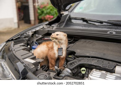 Marten bites a cable in a cars engine compartment