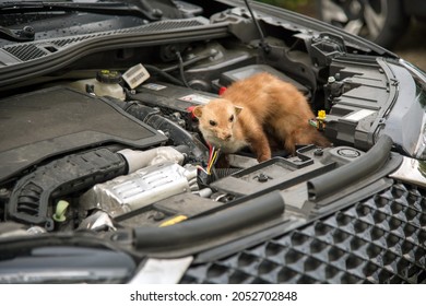 Marten at a cars engine compartment causing trouble