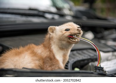 Marten Damage marten gnawing on cable